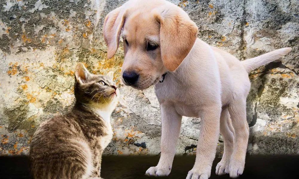 Perro y gato