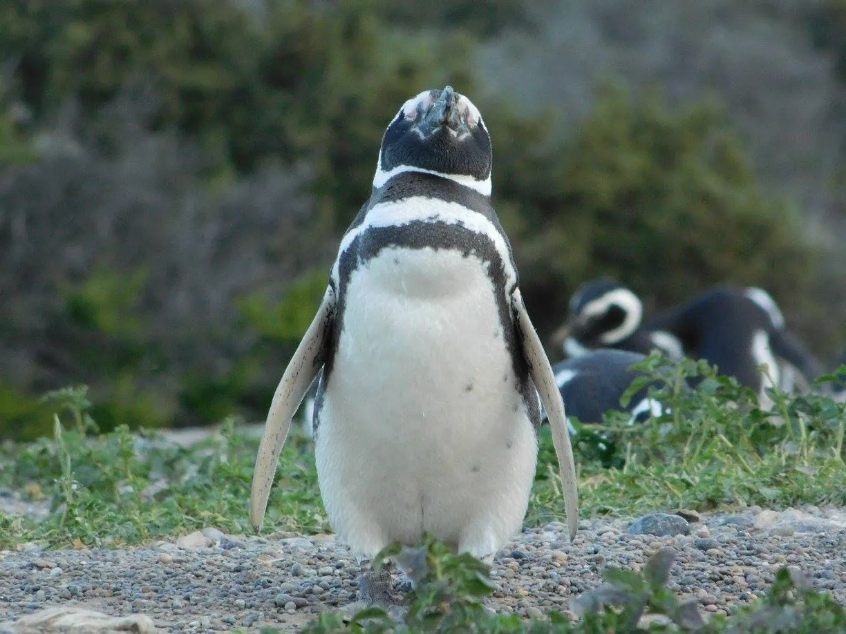 Fiesta del pinguino en Trelew