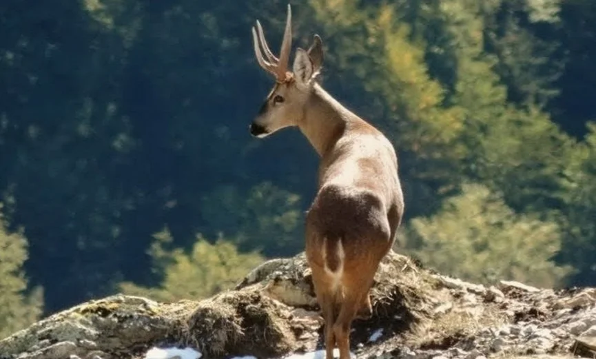 huemul pn los alerces