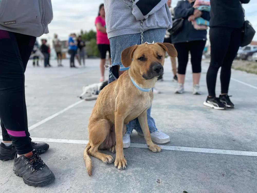 Se realiza campaña de castracion de mascotas