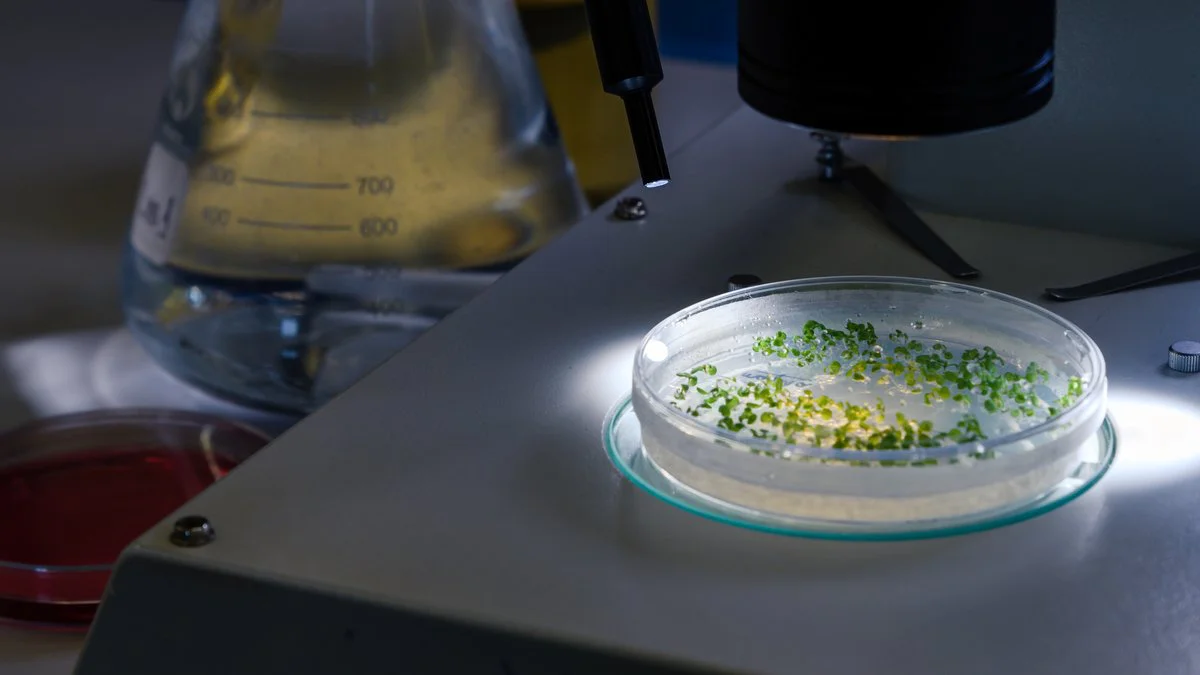 Microscopio foto ilustrativa fuente Magnific