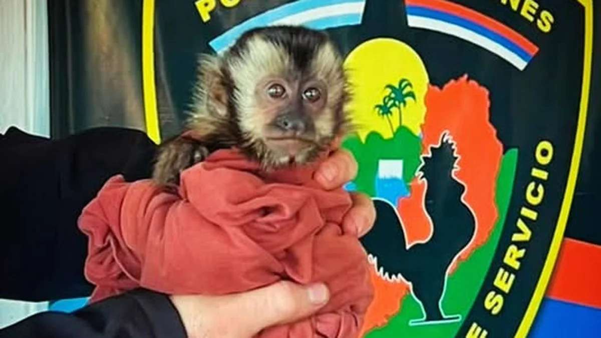 Policías rescataron a una cría de mono caí