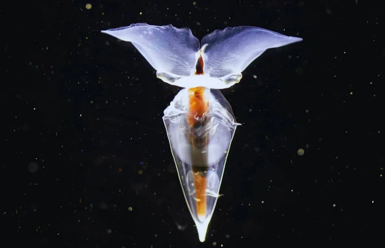 fauna antartida