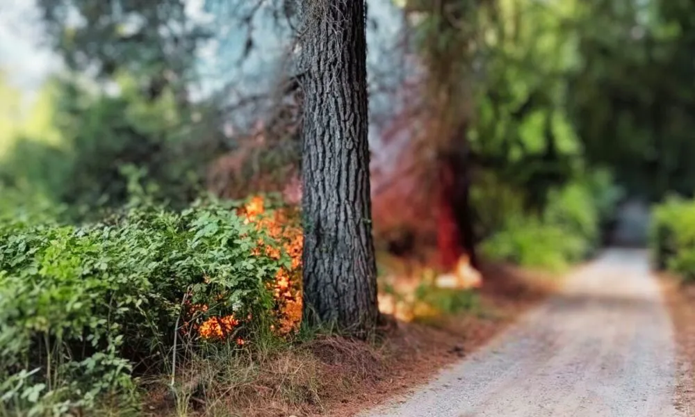 fuego subiendo por el bosque en Epuyén