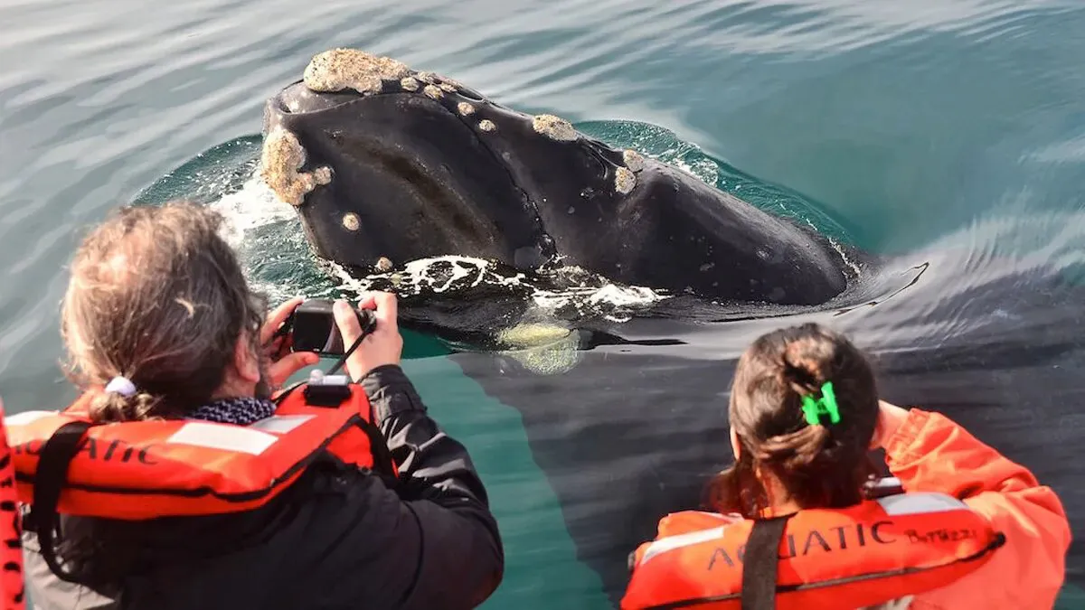 Avistaje de Ballenas