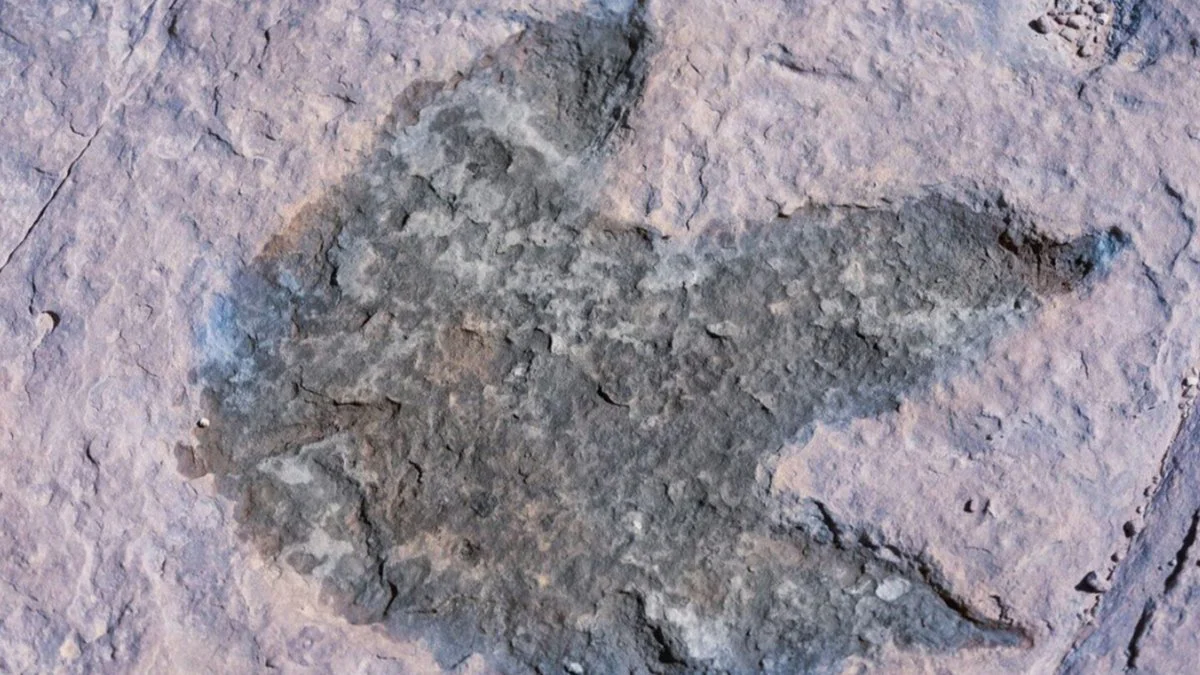 Huella de Dinosaurio