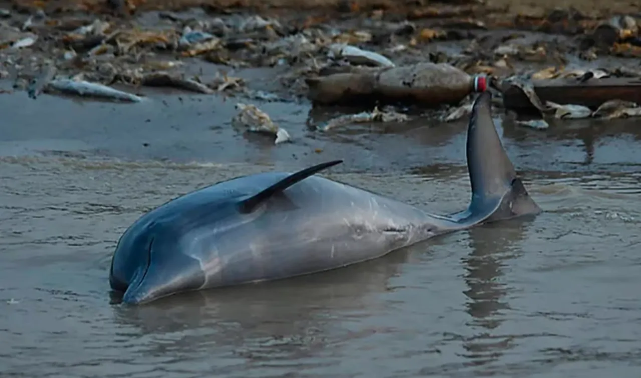 Delfines muertos por ola de calor