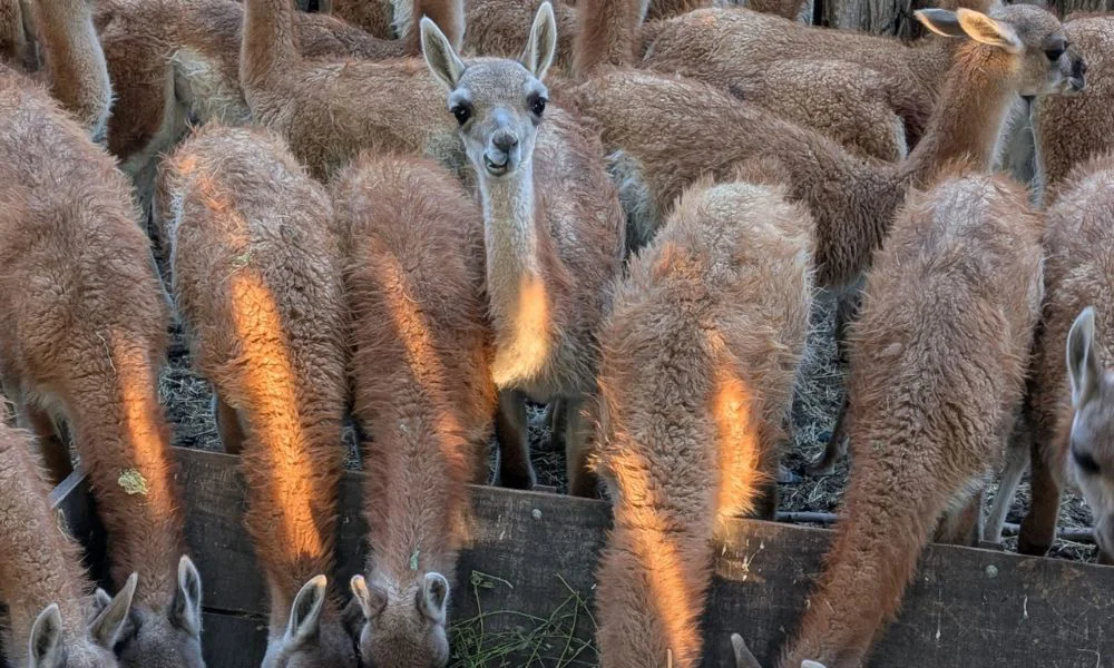 Guanacos
