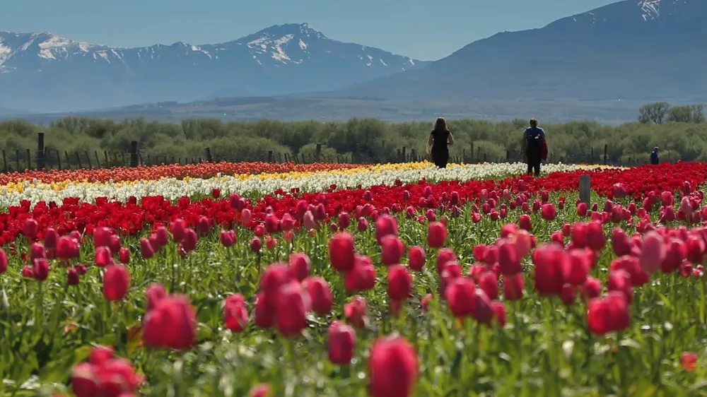 campo de tulipanes_11zon