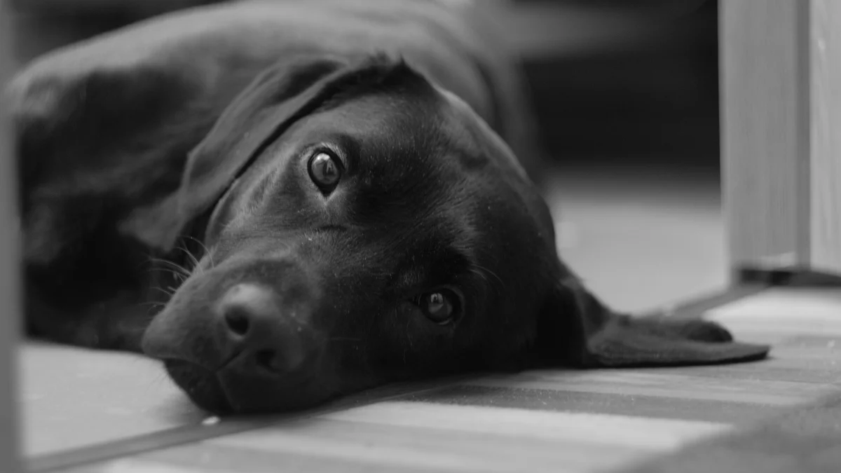 Disparo a perro
