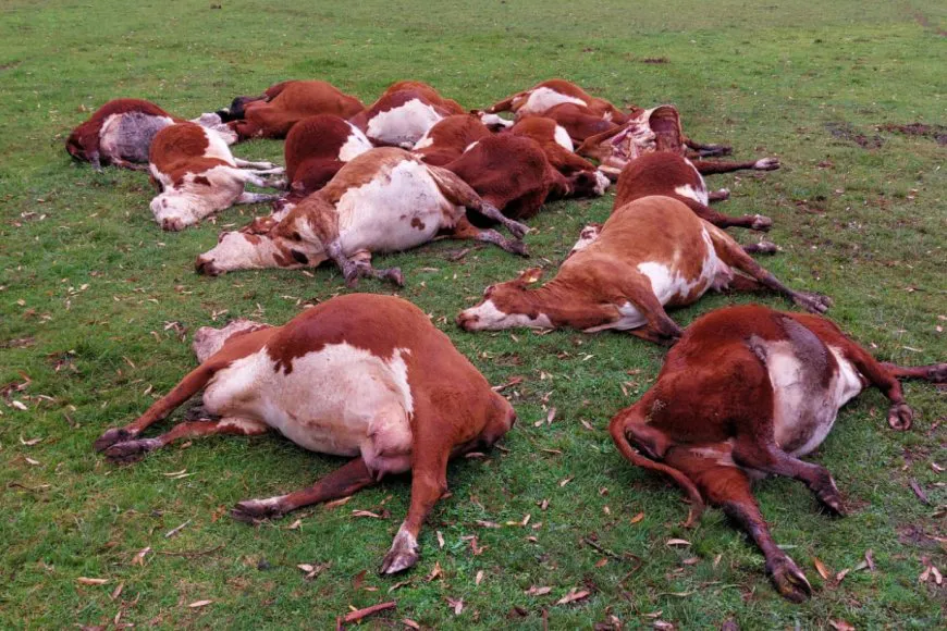 CORRIENTES: MÁS DE 200 VACAS MUERTAS POR INTOXICACIÓN