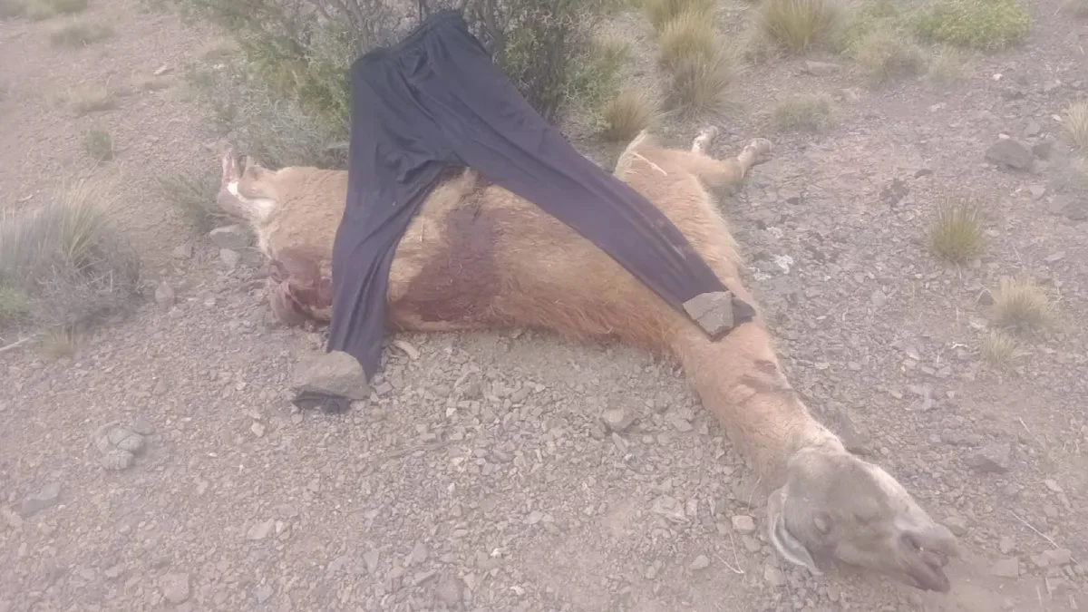 Mataron más de 300 guanacos