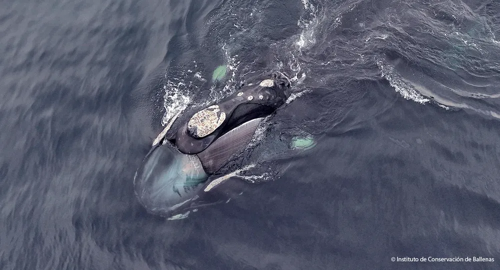 Ballenas en Península Valdés