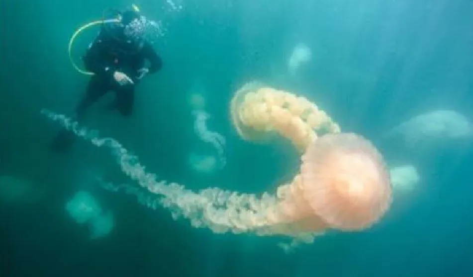 medusas gigantes