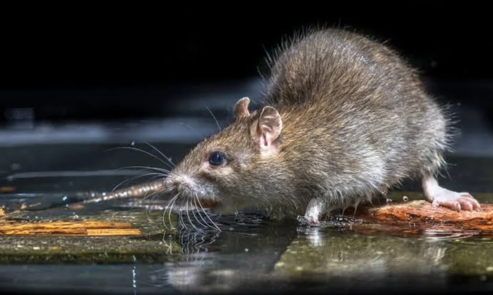 Rata