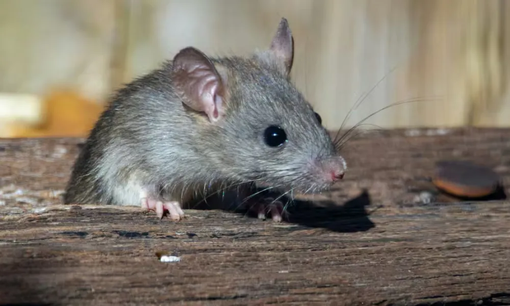 Leptospirosis