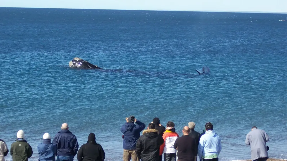 ballenas doradillo
