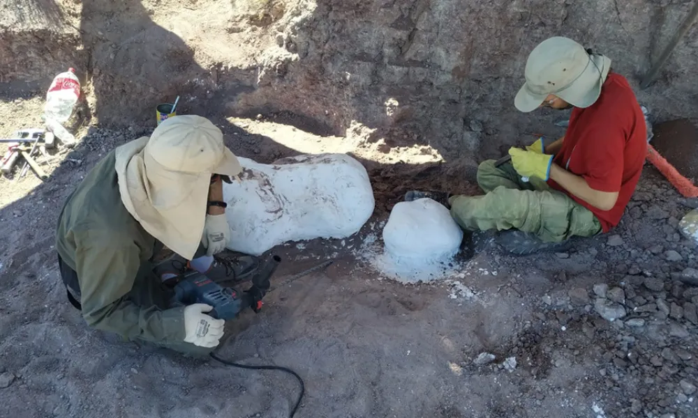 hallazgo de dinosaurios acorazados