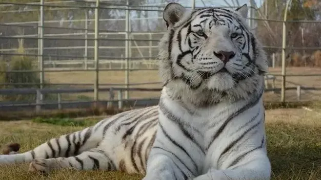 Tigre blanco