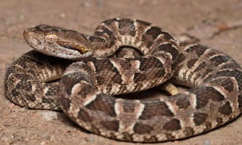 Yarará. Imagen ilustrativa Infobae