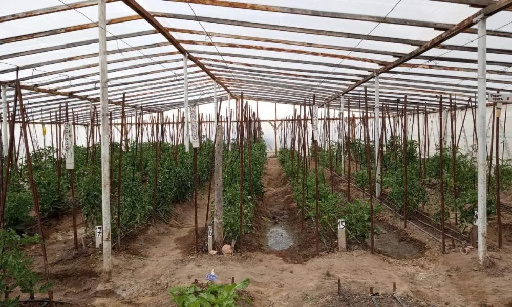 Huerta Orgánica en Camarones