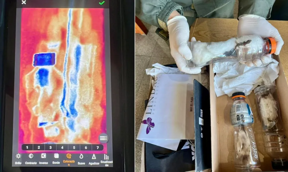 Contrabando de reptiles en Chubut