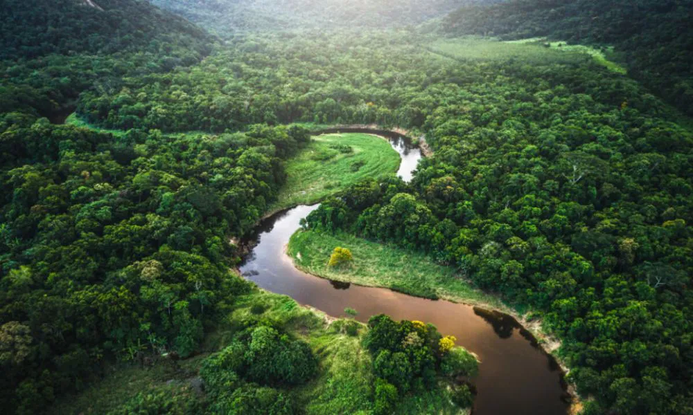 Selva amazónica. Foto: iStock image / France 24