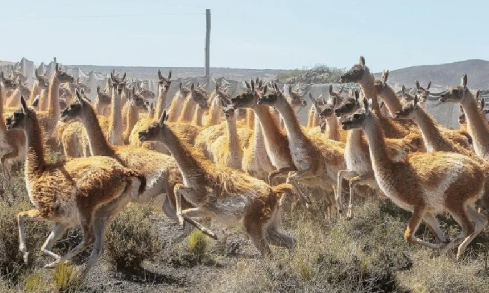 Guanacos en Patagonia