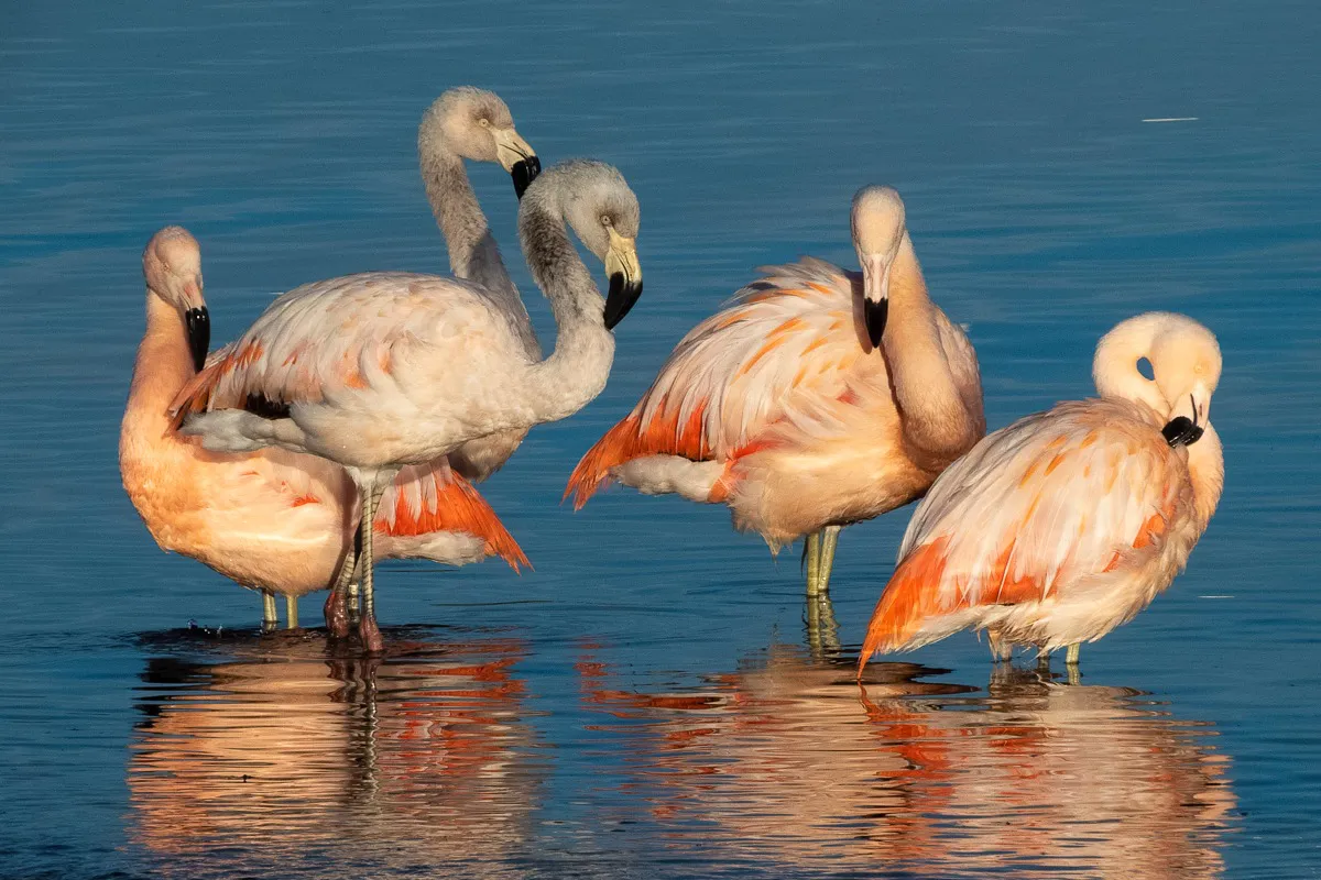 Flamencos de Puerto Madryn por Darío Sander