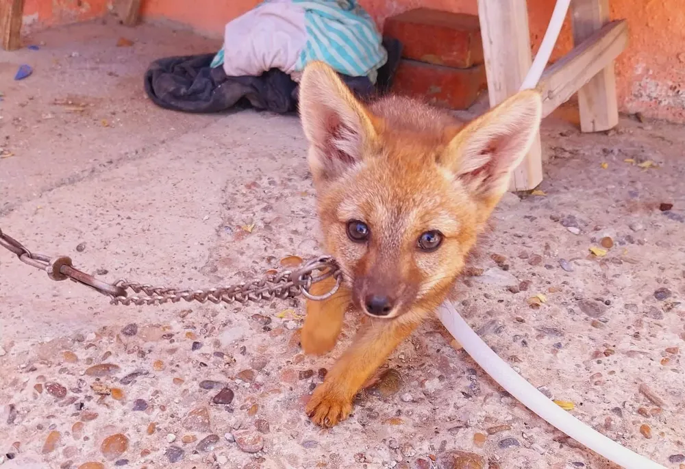 zorrita rescatada