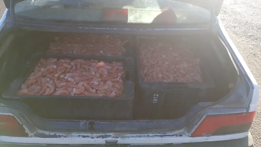 Decomisaron gran cantidad de langostinos transportados en un baúl