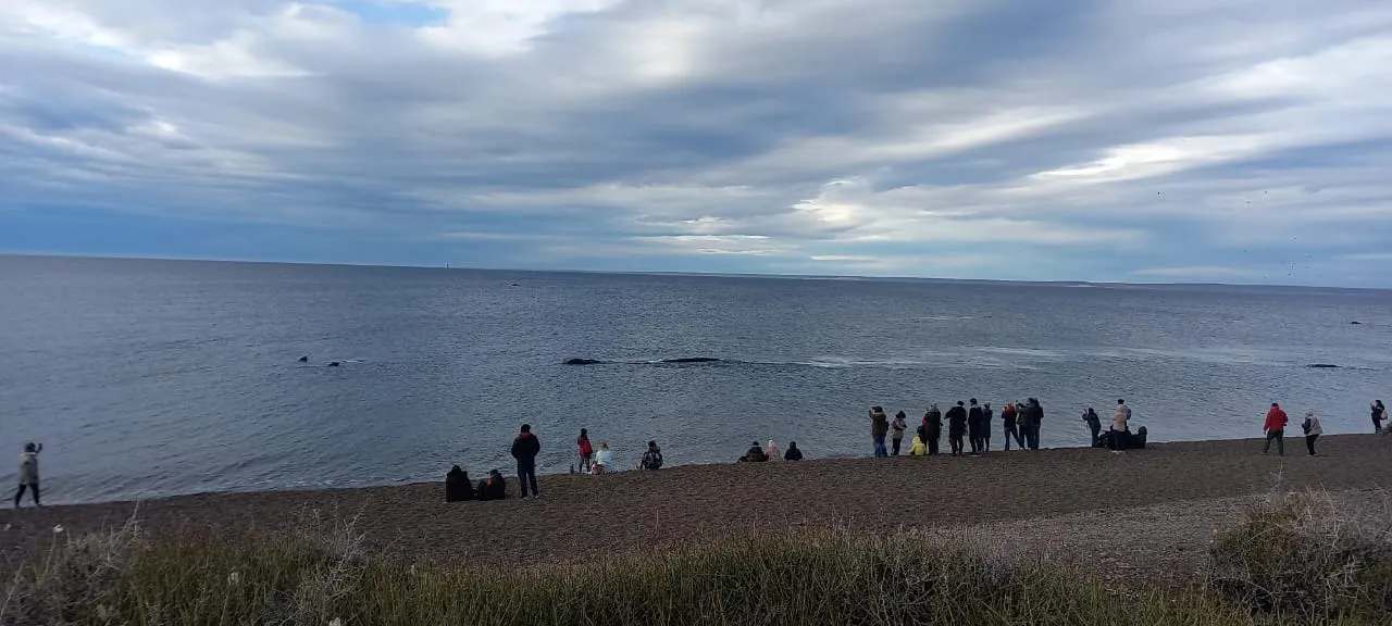¡BALLENAS AVISTANDO HUMANOS EN EL DORADILLO!