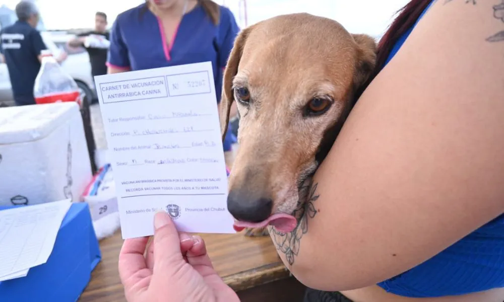 Castraciones en Madryn