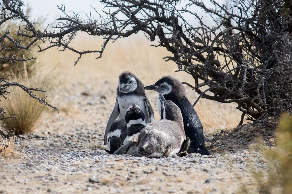 Pinguinos Magallanes