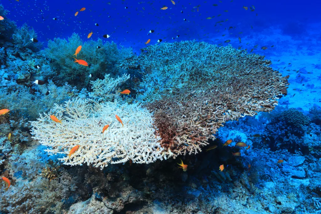 El blanqueamiento de corales: una señal alarmante del aumento de las temperaturas oceánicas El blanqueamiento de corales: una señal alarmante del aumento de las temperaturas oceánicas