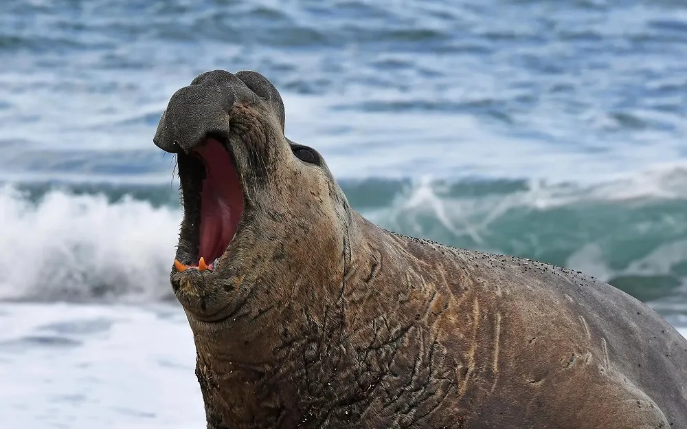 ELEFANTE MARINO CHUBUT
