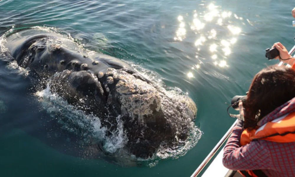 Avistaje de Ballenas Bottazzi