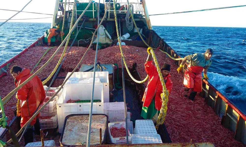 Langostino