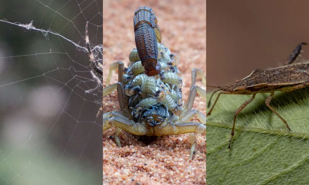 Alacranes, arañas y vinchucas
