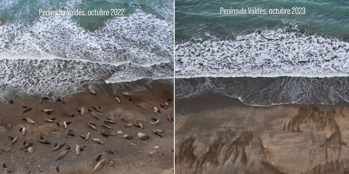 Preocupa la mortandad de lobos marinos en Península Valdés