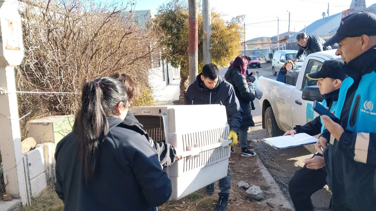 Rescate de perros