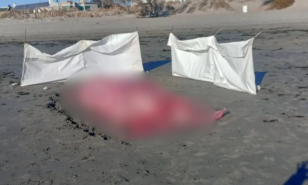 Ballenato en la costa de Madryn