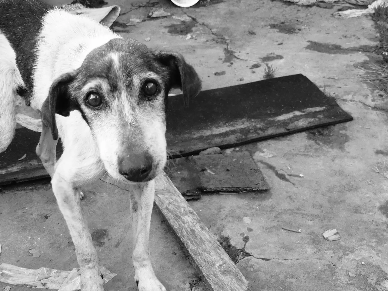 Perro