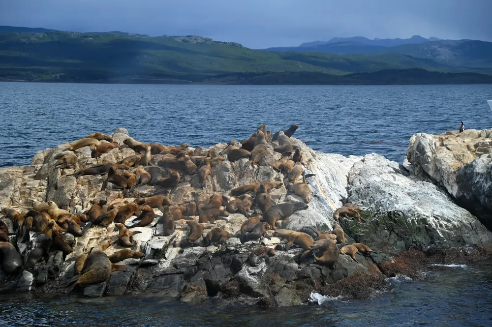 Lobos Marinos