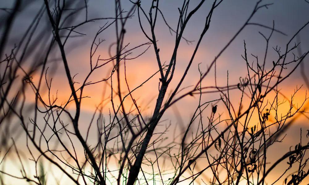 amanecer con flora