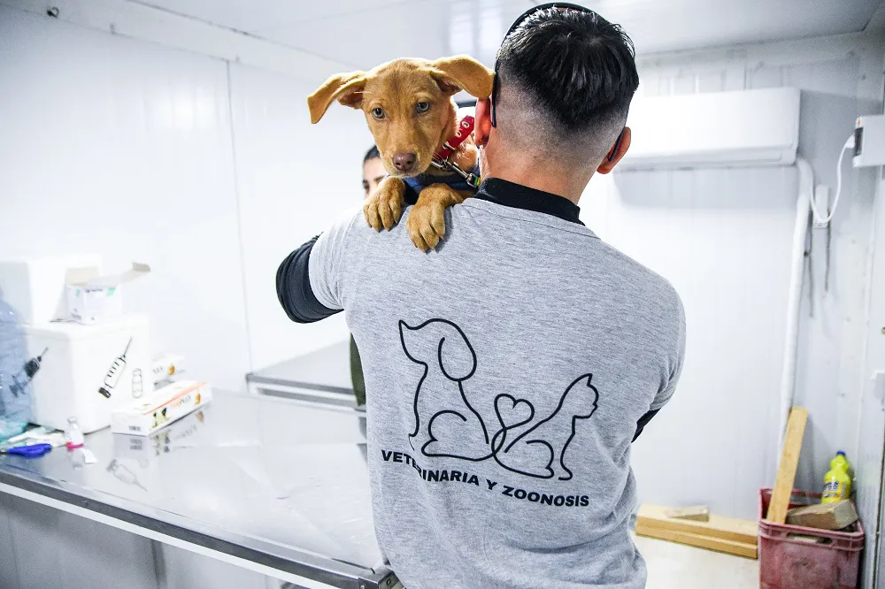 Nueva jornada de castración gratuita para perros y gatos en el barrio Güemes