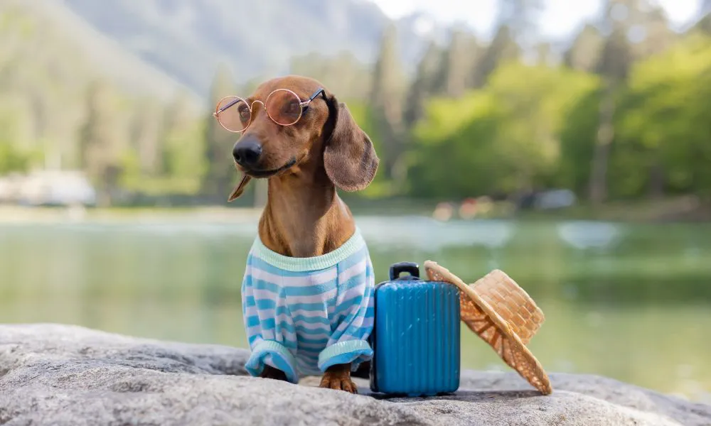 Vacaciones con mascotas