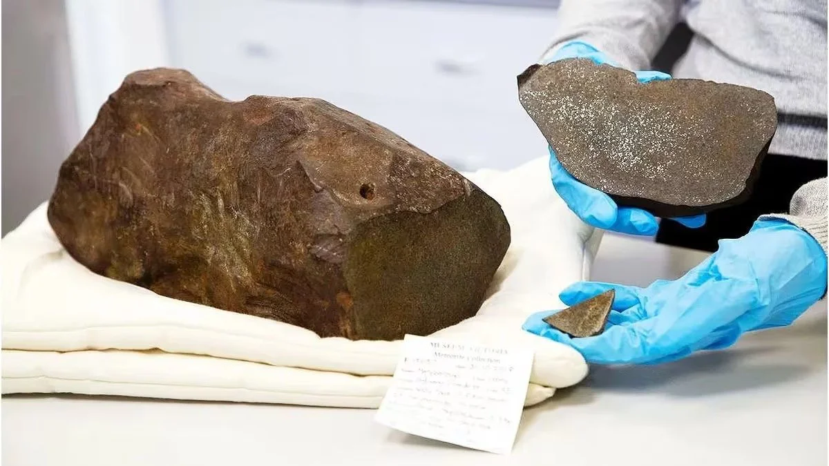 Partes de meteorito hallado en Australia. Foto Rodney Start / Museums Victoria