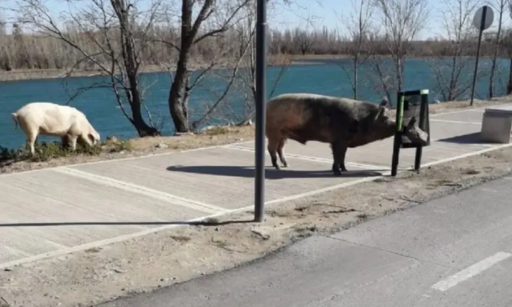 chanchos en Nordelta