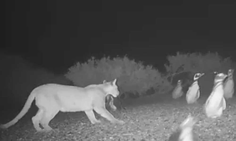 Pumas y Pingüinos en Chubut